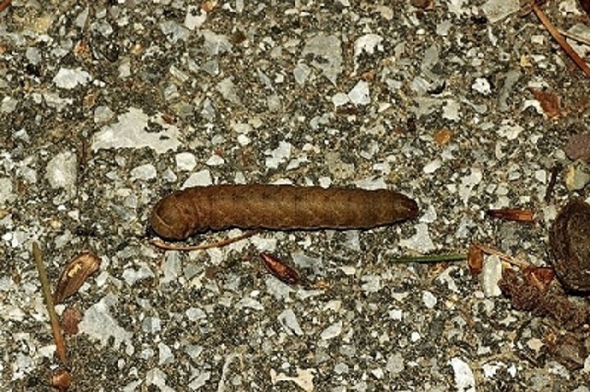 aiuto per bruco - Noctuidae