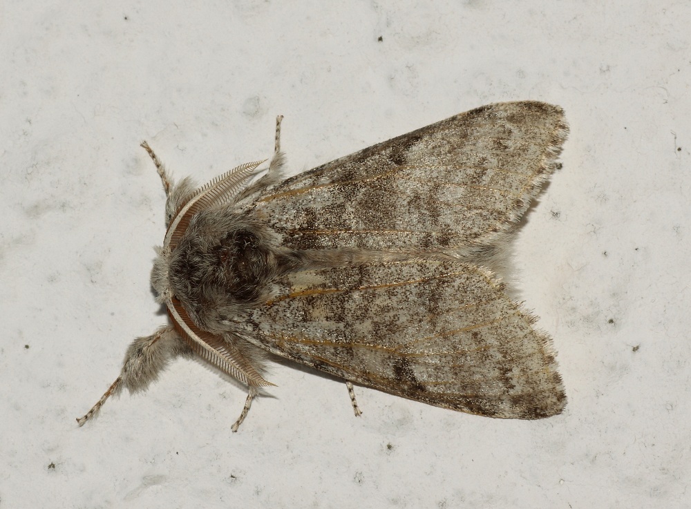 Lymantriidae ?? - Calliteara pudibunda