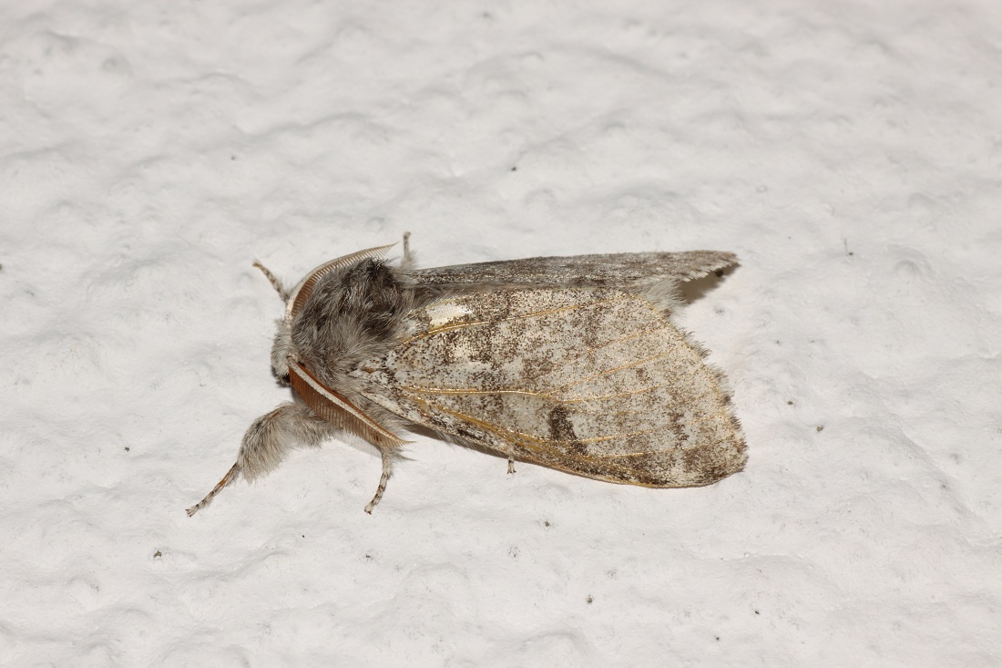 Lymantriidae ?? - Calliteara pudibunda