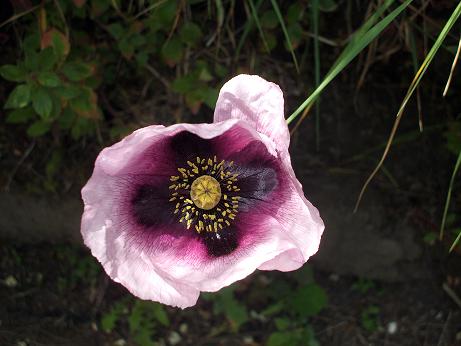 Papaver setigerum