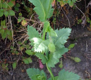 Papaver setigerum