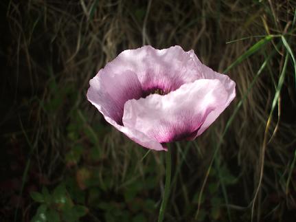 Papaver setigerum