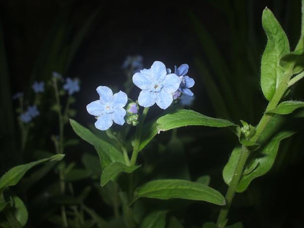 Che pianta �? - Myosotis sp.