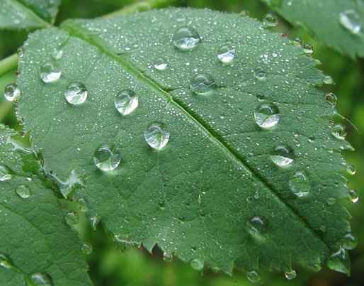 Gocce d''acqua s''una foglia