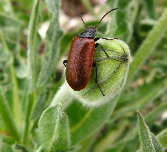 Omophlus cfr. lepturoides