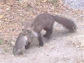 Incontro imprevisto con una faina con in bocca un... ratto?