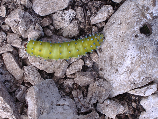 bruco di Saturnia pyri