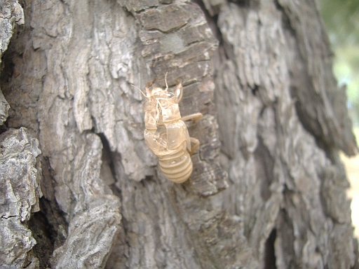 La muta di quale insetto? Cicada orni