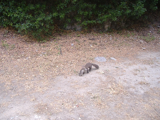 Incontro imprevisto con una faina con in bocca un... ratto?