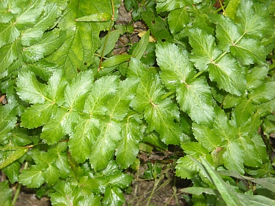 nei pressi del fiume - Apium nodiflorum