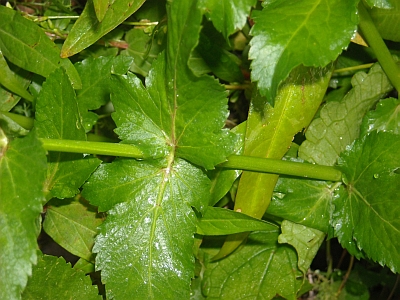nei pressi del fiume - Apium nodiflorum