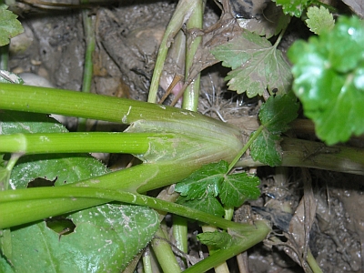 nei pressi del fiume - Apium nodiflorum