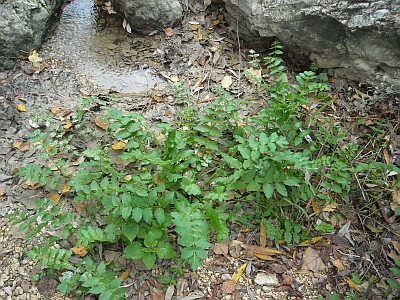 nei pressi del fiume - Apium nodiflorum