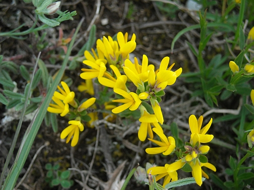 da determinare - Genista sp.