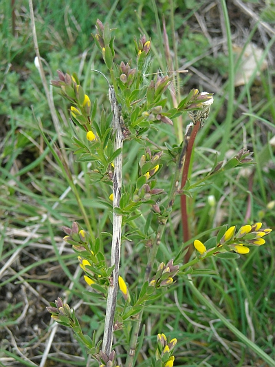 da determinare - Genista sp.