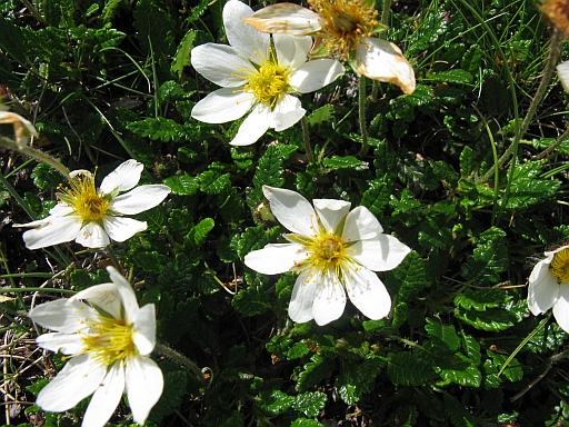 Dryas octopetala