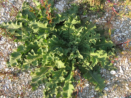Verbascum sinuatum
