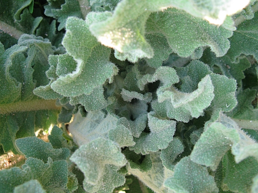Verbascum sinuatum