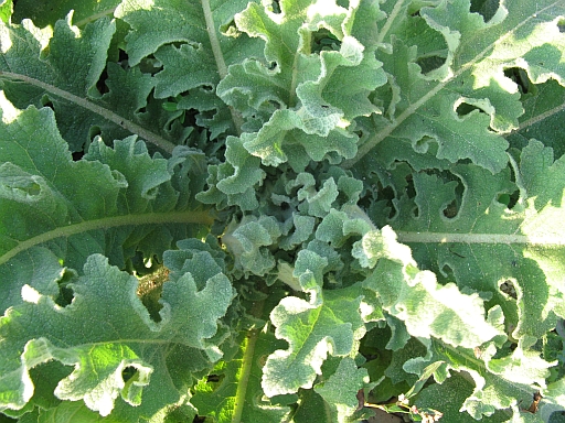 Verbascum sinuatum