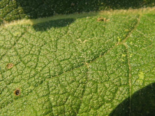 Verbascum sinuatum