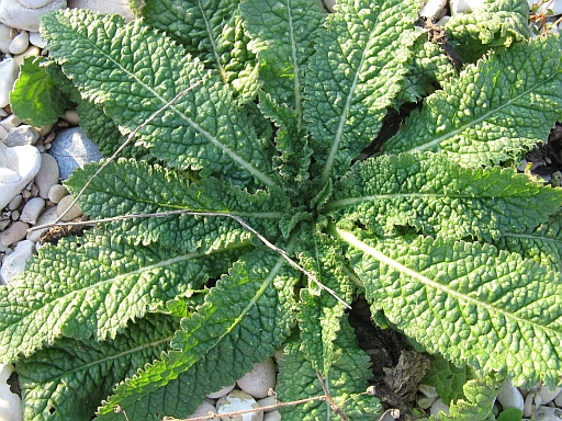 Comune e pungente....Dipsacus sp.
