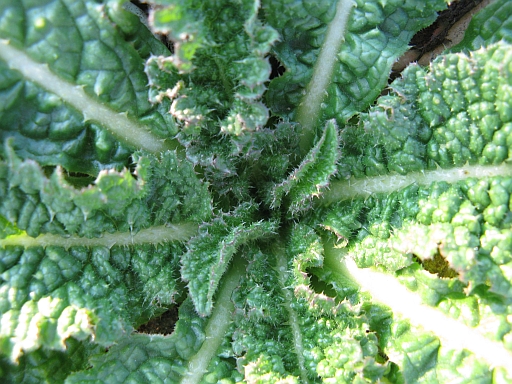 Comune e pungente....Dipsacus sp.