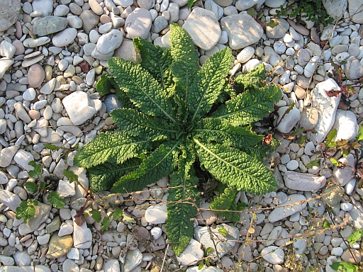 Comune e pungente....Dipsacus sp.