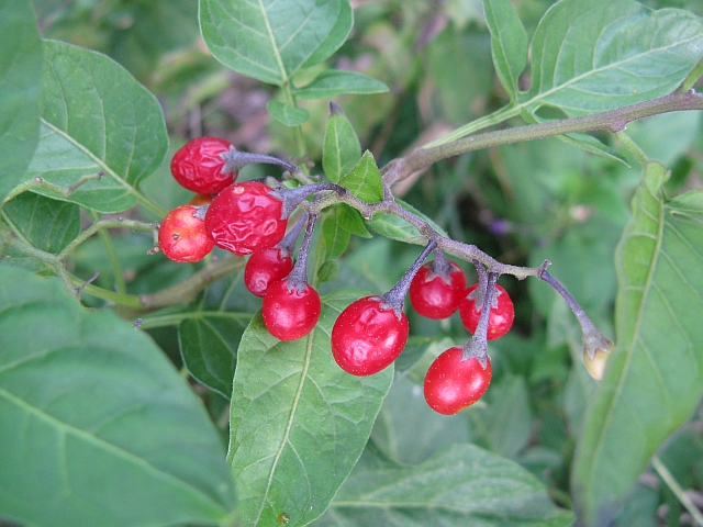 Solanum dulcamara / Morella rampicante