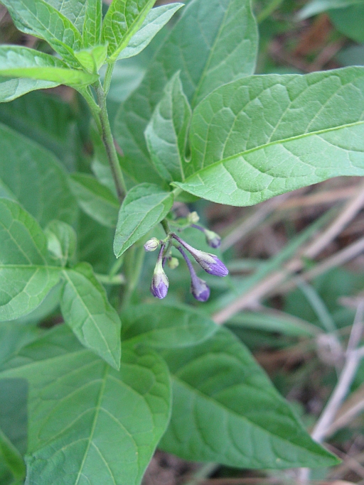 Solanum dulcamara / Morella rampicante