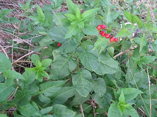 Solanum dulcamara / Morella rampicante