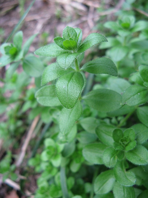 erbacea molto diffusa - Galium cfr. rotundifolium