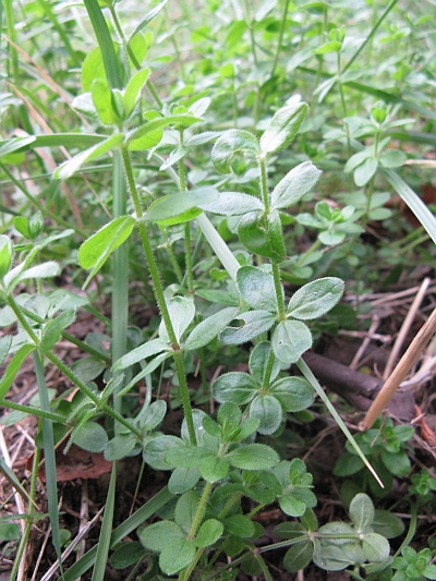 erbacea molto diffusa - Galium cfr. rotundifolium