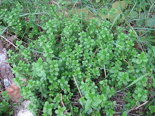 erbacea molto diffusa - Galium cfr. rotundifolium