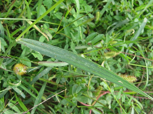 Quale Poacea? Echinochloa crus-galli