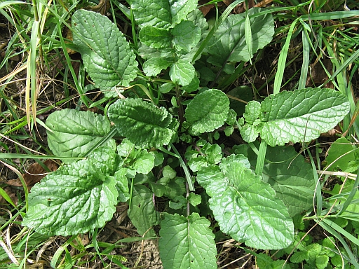 altra Asteracea