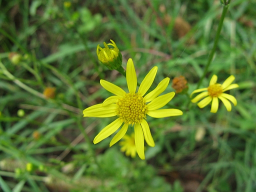 altra Asteracea