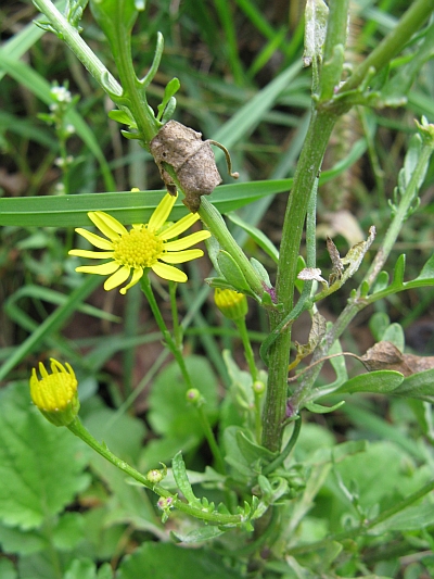 altra Asteracea