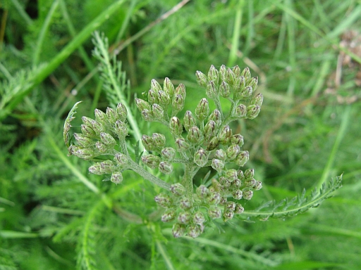 foglie simili all''Achillea millefolium: per caso  lei?