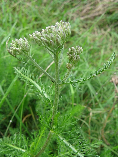 foglie simili all''Achillea millefolium: per caso  lei?