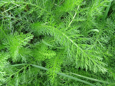 foglie simili all''Achillea millefolium: per caso  lei?