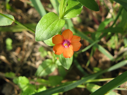 Anagallis arvensis