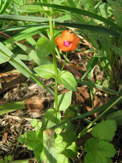 Anagallis arvensis