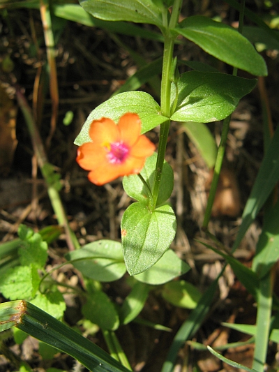 Anagallis arvensis