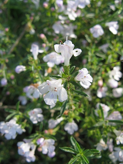 Satureja montana