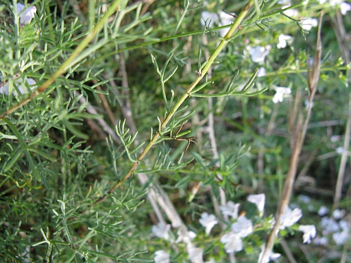 Satureja montana