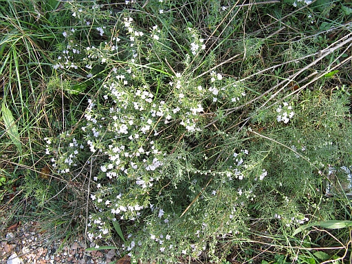 Satureja montana
