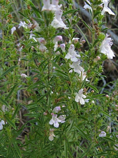 Satureja montana