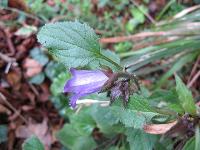 Campanula trachelium
