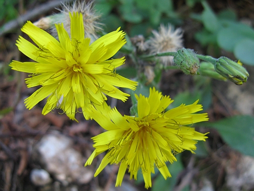 Quale Asteracea? - Hieracium sp.