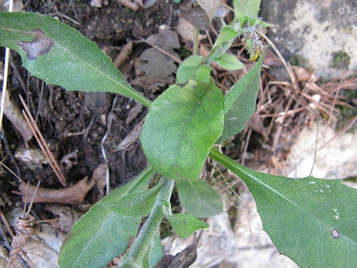 Quale Asteracea? - Hieracium sp.